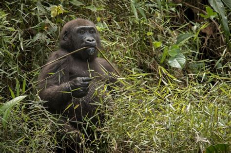 Premium Photo | Beautiful and wild lowland gorilla in the nature ...