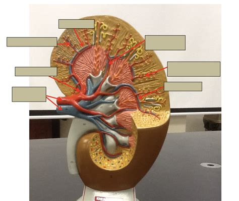 Labeling Urinary System 4 Diagram Quizlet