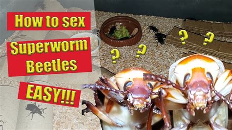 How To Sex Superworm Beetles Zophobas Morio Beetles The Difference Between Male And Female