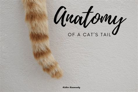 Is A Cats Tail Part Of Their Spine 🐱💭 • Kritter Kommunity