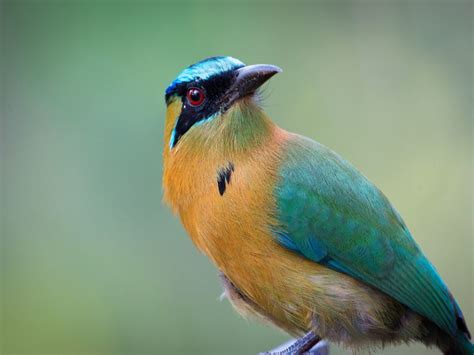 Best Bird Watching Tours In Costa Rica In Adventurous Miriam