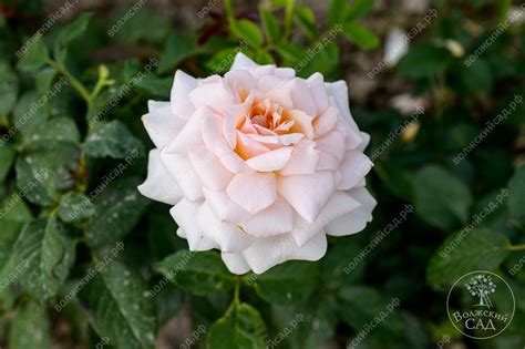 Роза Куин Палас (флориб. розовый)