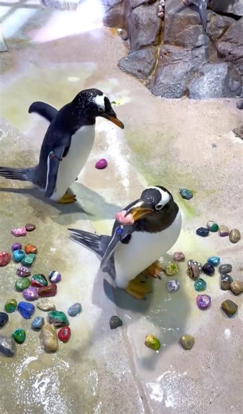 Penguins Caught On Camera Giving Sweet Ts To Their Mates With ‘lucky