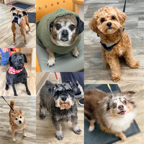 Muscatine Veterinary Hospital P.C. | Muscatine IA