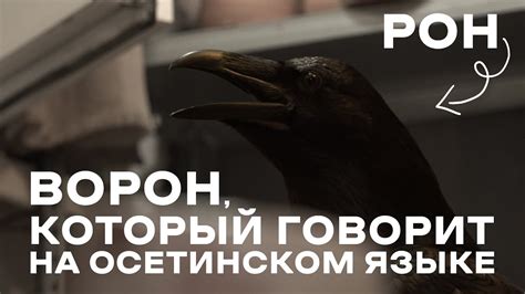 Рон — ворон, который говорит на осетинском языке - YouTube