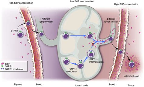 S1PR modulators regulate sequestration of T lymphocytes. Treatment with ...