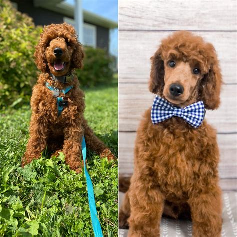 My almost 16 week old miniature poodle went for his first official groom yesterday 😍 : r/poodles