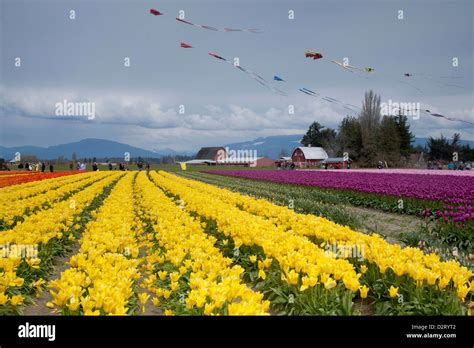 When Is The Tulip Festival In Mount Vernon Washington At Louise Forsman