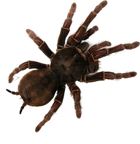 tarantula art arachnid visual spider image png