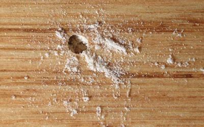 How To Treat Wood Boring Beetle Infestation - Tutorial Pics