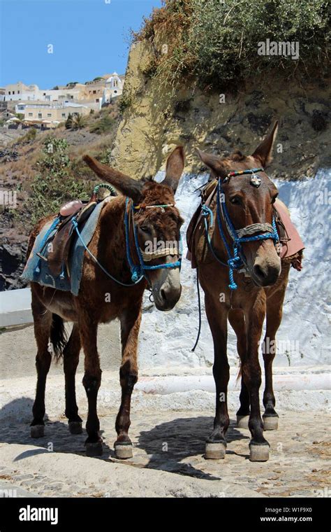 Donkey In Mykonos Island Greece Hi Res Stock Photography And Images Alamy