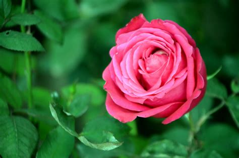 Sweet Rose Free Stock Photo - Public Domain Pictures