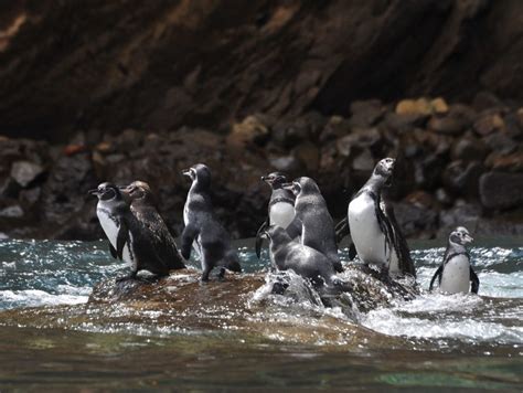 Galápagos Penguin Biology - Center for Ecosystem Sentinels