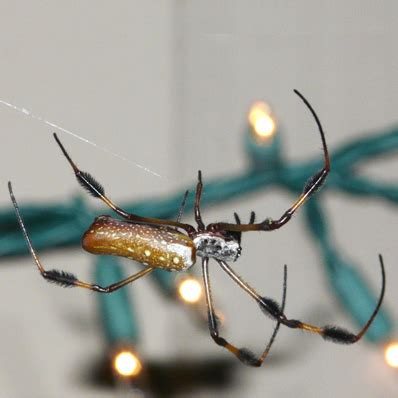 Golden Silk Orbweaver Trichonephila Clavipes Bugguide Net