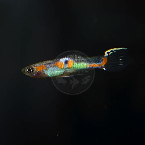 Poecilia wingei "Yellow Top Sword Endler" - Shop MiniWaters.FISH ...