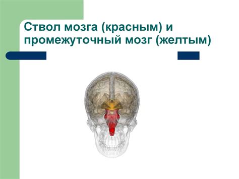 Внешнее строение головного мозга. Анатомия продолговатого и заднего ...