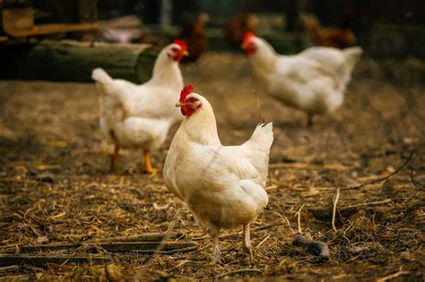 cara meningkatkan bobot ayam broiler dengan cepat