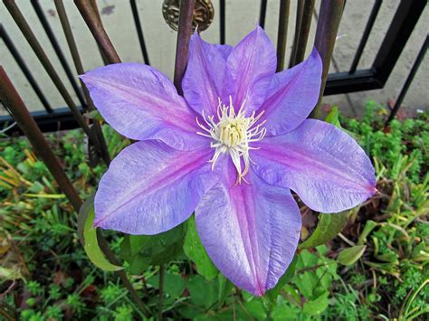 Clematis Barbara Jackman