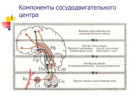Физиология сосудов презентация, доклад, проект