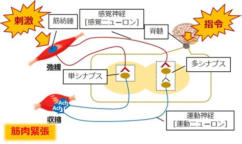 アロフト アフロクアロン 作用機序、特徴、副作用 薬局実習com