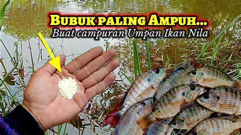 Campuran Umpan Ikan Nila Paling Ampuh Bikin Umpan Jadi Tambah Gacor