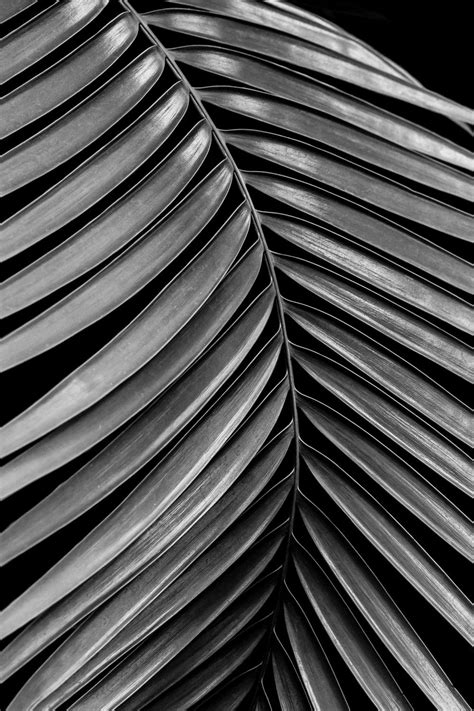 Black And White Fern Photography Print Abstract Leaf Print Macro