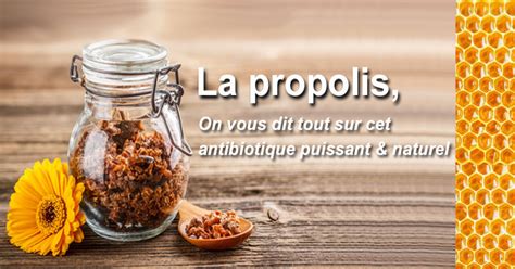 La Propolis Ce Puissant Antibiotique Naturel