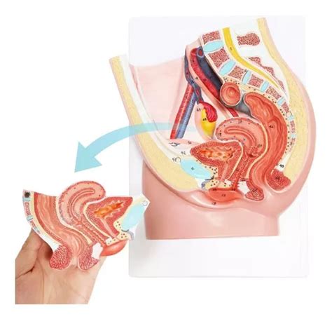 Modelo De Anatomia De Pelvis Femenina En Venta En Engativa Bogot D C