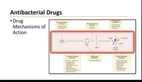 Introduction To Antimicrobial Chemotherapy Flashcards Quizlet
