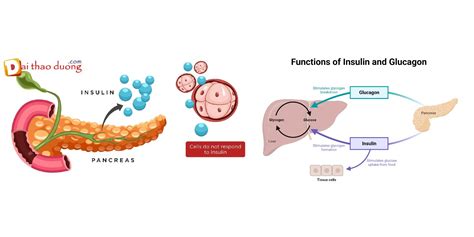 glucagon la gi kham pha hormone dieu hoa duong huyet cuc ky quan trong
