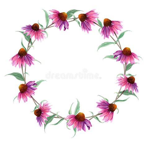 Watercolor Wreath Frame With Herb Flower Coneflower Echinacea