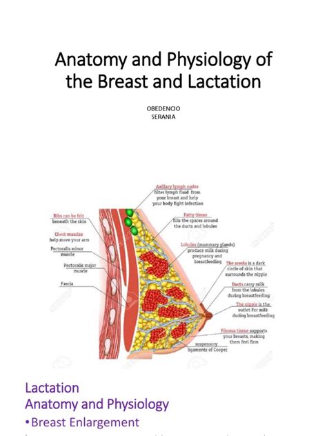 2 Anatomy and Physiology of The Breast and Lactation | PDF