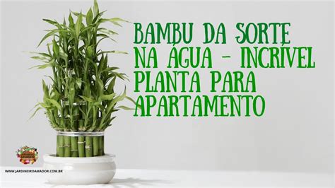 Incr Vel Bambu Da Sorte Na Gua Plantas Para Apartamento Youtube