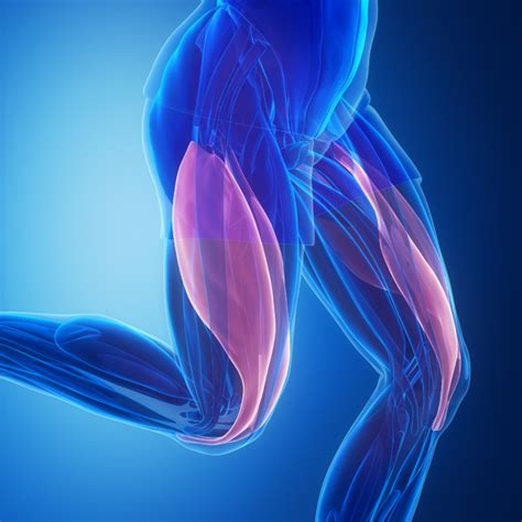 Musculoskeletal anatomy