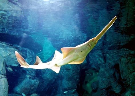 Saw Shark – "OCEAN TREASURES" Memorial Library