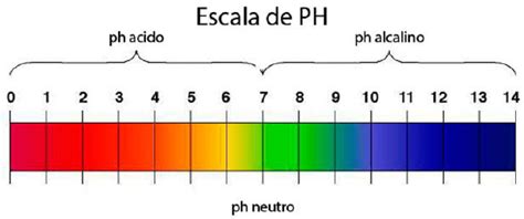 Cumplir Portugu S Especialidad Escala De Ph De La Col Lombarda Hacia