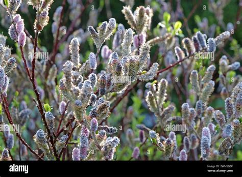 Flowering Catkins of Salix gracilistyla ÔMount AsoÕ also known as Japanese Pink Pussy Willow