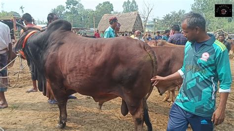 ৩১ মার্চ২৪ চট্টগ্রামের ব্যবসায়ী মাংসের ওজনে খামার উপযোগী ষাঁড় গরু কি দামে কিনলেন আমবাড়ী