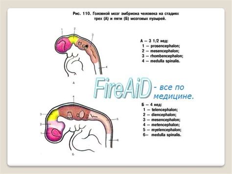 Анатомия центральной нервной системы - презентация онлайн