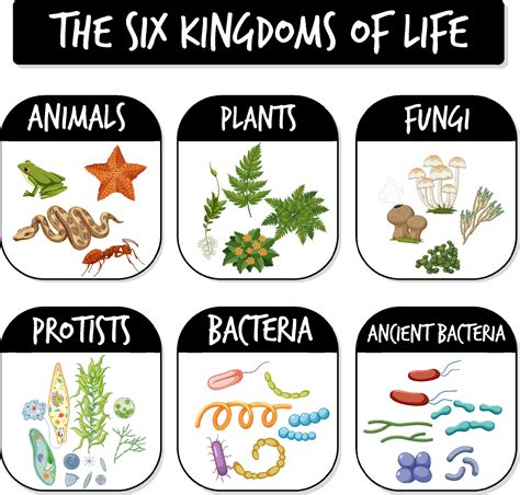Diagram showing six kingdoms of life 6927619 Vector Art at Vecteezy