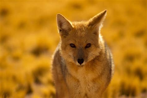 Red Fox Symbolism and Spiritual Meaning – Fauna Facts