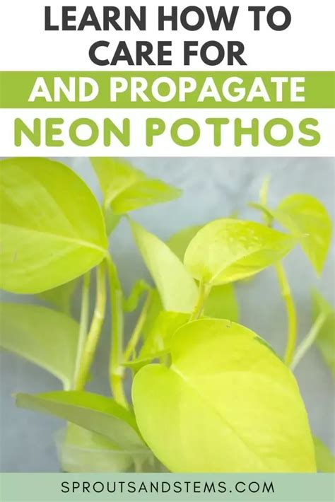 Neon Pothos Care Propagation And More Artofit