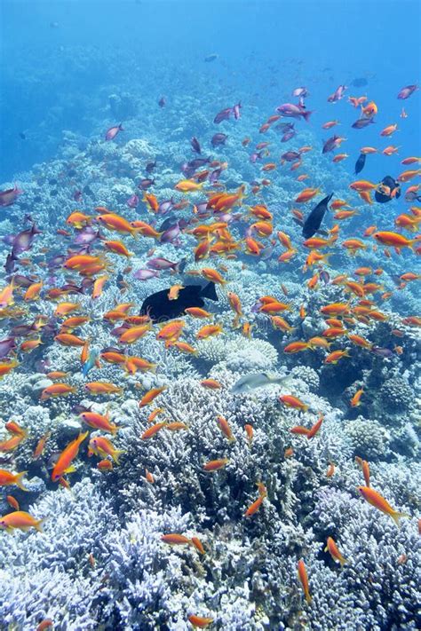 Buntes Korallenriff Mit Masse Von Fische Anthias Im Tropischen Meer