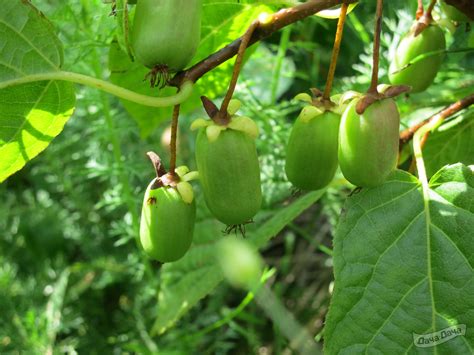 Актинидия Аргута Эстафета (Actinidia arguta Estafeta) - описание сорта ...