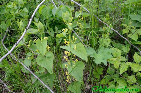 Растения Пензенской области: Кирказон обыкновенный