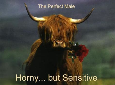 The Perfect Male Horny Yet Sensitive Neatorama