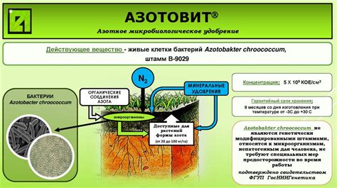 Промышленные инновации: азотовит, фосфатовит, микробиологические ...