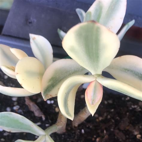 Crassula Ovata Variegata Variegated Jade Uploaded By Caitlyn