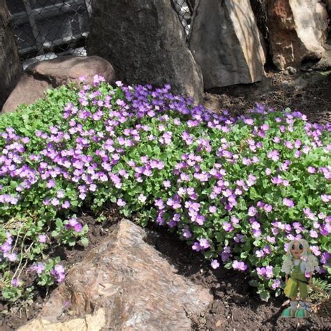 Обриета дельтовидная | Цветы и растения для сада, широкий ассортимент