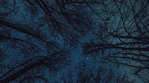 Zapanjujuće otkriće: Da li ima više stabala na Zemlji ili zvezda u ...